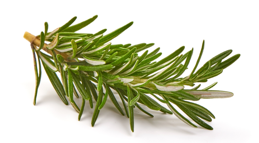 روزميرى حصى لبان حصى